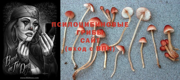 сатива Алексеевка
